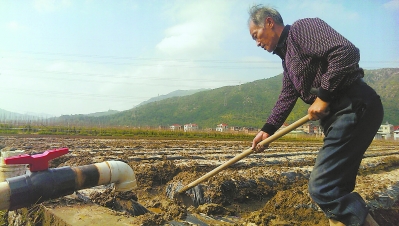 浮宫镇丹宅村,村民利用田间水管输水灌溉农田.