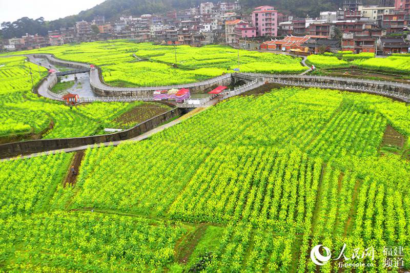 福建泉州打造“闽南婺源” 200亩油菜花扮靓山村