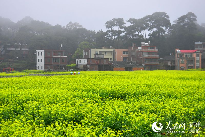 福建泉州打造“闽南婺源” 200亩油菜花扮靓山村