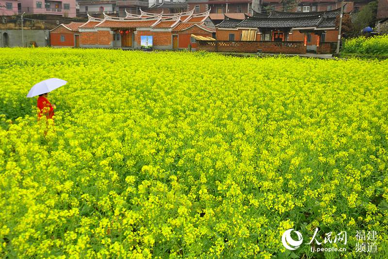 福建泉州打造“闽南婺源” 200亩油菜花扮靓山村