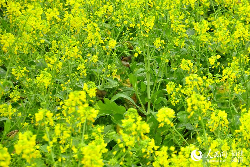 福建泉州打造“闽南婺源” 200亩油菜花扮靓山村