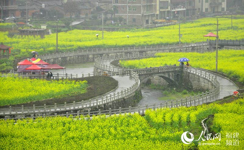 福建泉州打造“闽南婺源” 200亩油菜花扮靓山村