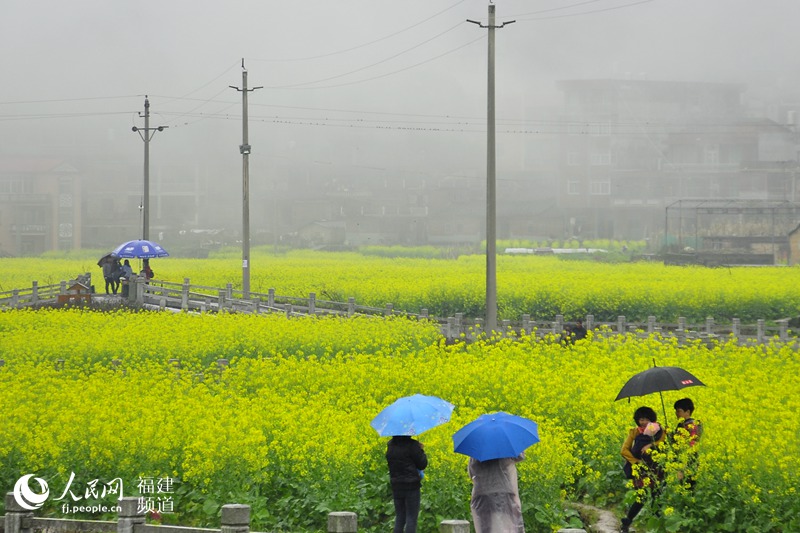福建泉州打造“闽南婺源” 200亩油菜花扮靓山村
