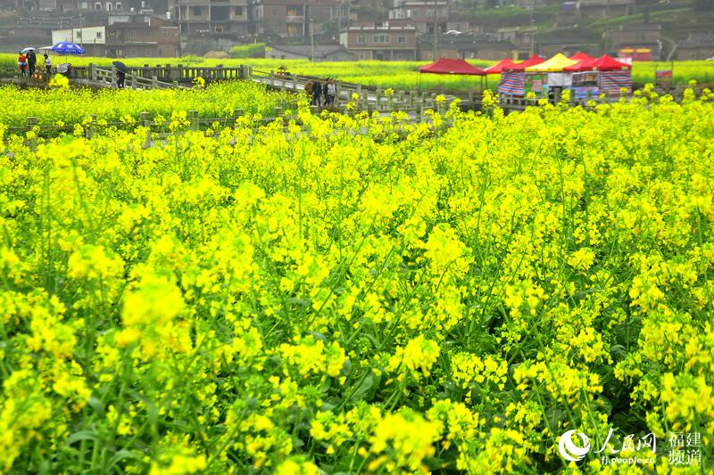 福建泉州打造“闽南婺源” 200亩油菜花扮靓山村
