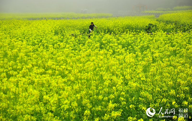 福建泉州打造“闽南婺源” 200亩油菜花扮靓山村