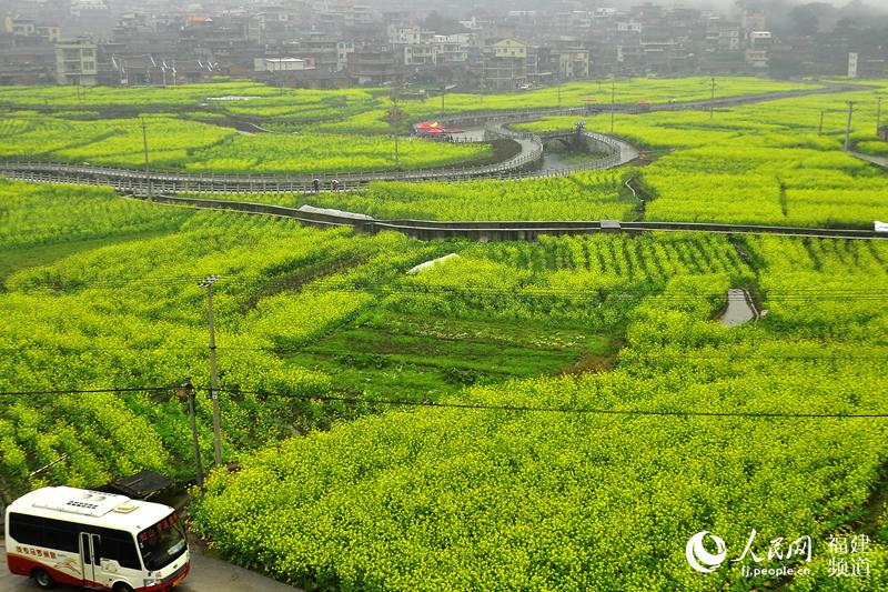 福建泉州打造“闽南婺源” 200亩油菜花扮靓山村