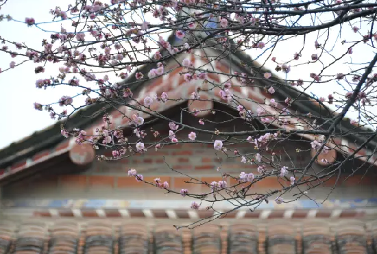 梅峰寺梅花竞相绽放