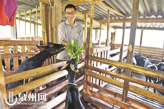 辞职当“羊倌”　大学生回乡创业建生态羊养殖场