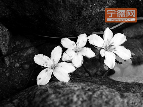 想看烂漫油桐花花海？　请到福鼎透埕村（组图）