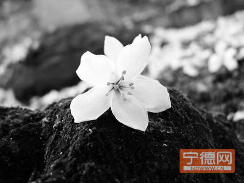 想看烂漫油桐花花海？　请到福鼎透埕村（组图）