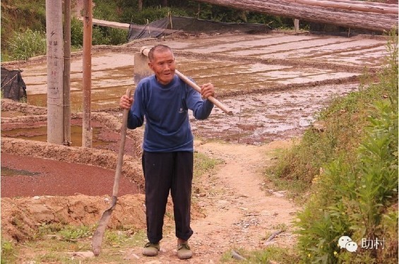 香浮最老的农夫今年87岁啦，最擅长自然农法