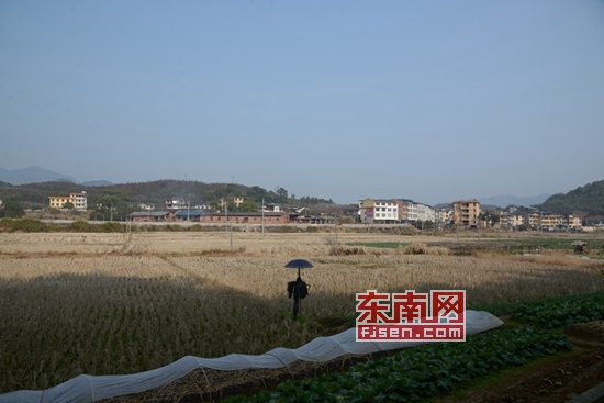 三明市沙县梨树村：乡村变换的三十年发展之路